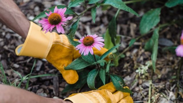 Hender i hagehansker som planter en solhatt i barkdekket bed