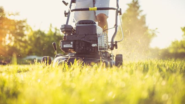Gressklipper i arbeid i høyt gress, sett fra gresshøyde i motlys
